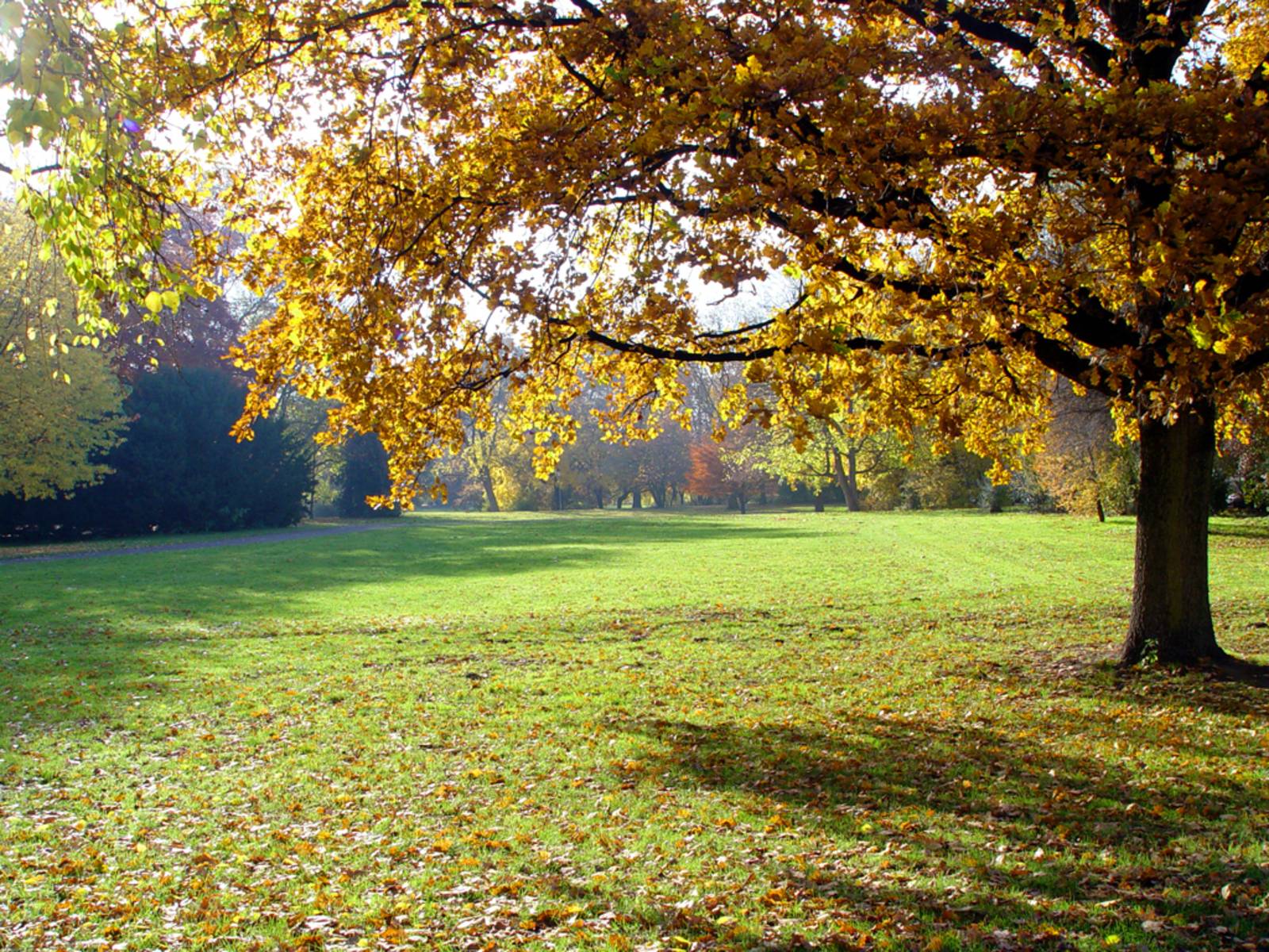 Ein Blick in den Maschpark am Neuen Rathaus, die Bäume tragen bereits ein buntes Blätterkleid.