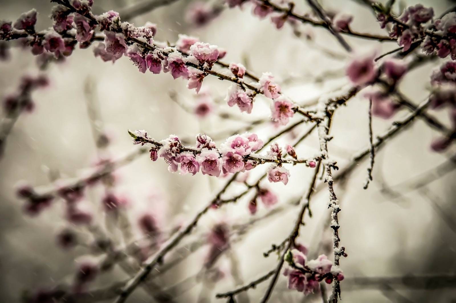 Garten im Winter