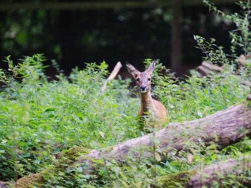 Tiererlebnisse beim Deistertag