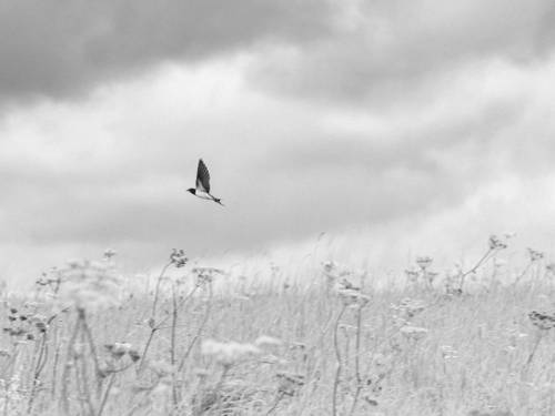 Eine Schwalbe, die über ein Feld fliegt.