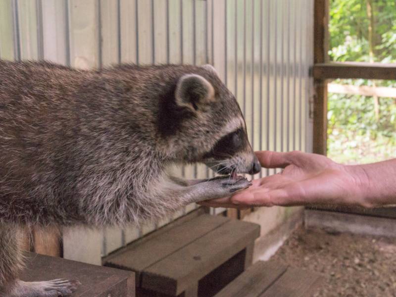 Ein Waschbär, der aus einer Hand füttert.